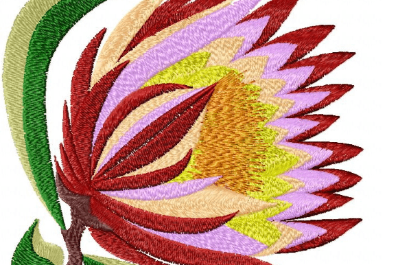 Protea Rainbow: A Designer’s Holiday Review